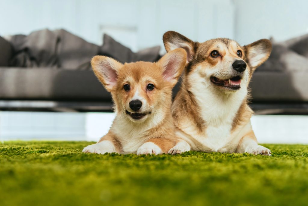 dog beds